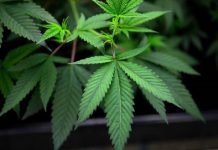 Os estudantes agora podem estudar maconha medicinal na Universidade da Nova Zelândia