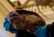 Fóssil gigante encontrado na Antártica, acredita-se ser um ovo de Mosassauro