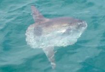 Os peixes ósseos mais pesados do mundo são vistos na costa britânica