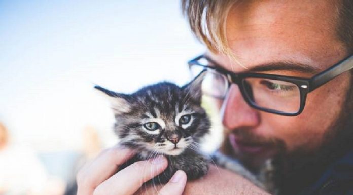 As mulheres têm menos probabilidade de deslizar para a direita nos perfis masculinos com imagens de gatos