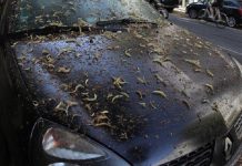 O Reino Unido pode estar repleto de moscas verdes que podem danificar a pintura do carro