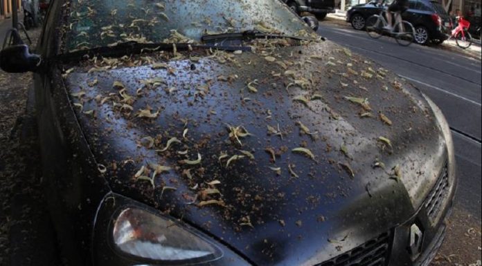 O Reino Unido pode estar repleto de moscas verdes que podem danificar a pintura do carro