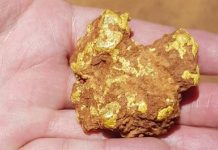 Hunt está em busca de pepitas de ouro no valor de US $ 50.000 depois que caiu de carro viajando na estrada australiana
