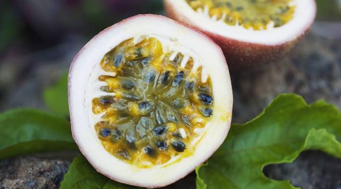 Maracujá pode em breve se tornar barato na Austrália devido ao 'tsunami' de suprimento