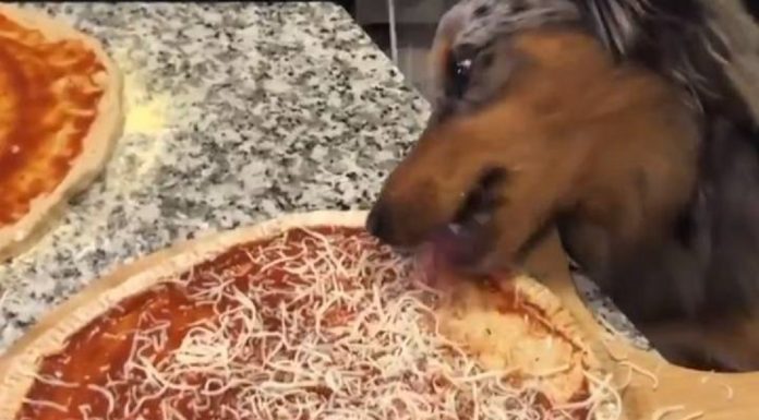 Pessoas ficam enojadas com clipe viral de cachorro lambendo a pizza de seus donos