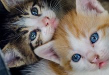 Instituições de Caridade alertam que pode haver uma 'Crise de gatinhos' neste verão devido a quarentena