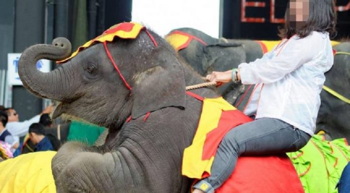 Elefantes esfaqueados com ganchos em treinamento de 'esmagamento' para turistas