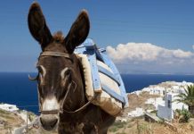 Turistas acima do peso podem ser multados em até £ 25.000 por montar burros na Grécia