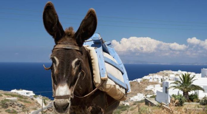 Turistas acima do peso podem ser multados em até £ 25.000 por montar burros na Grécia