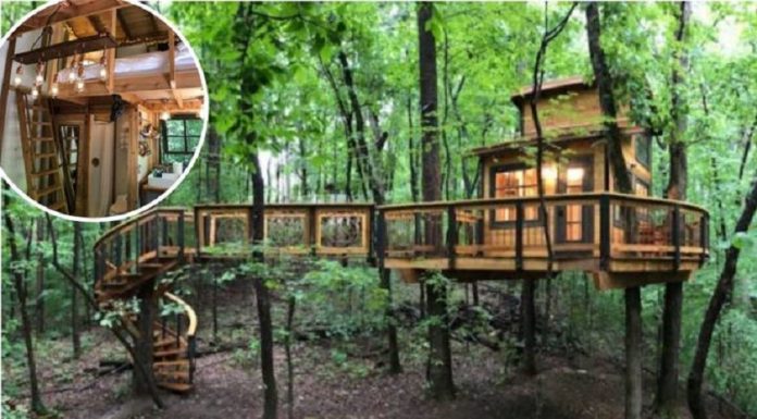 Man Constrói Treehouse Incrível Que Está Disponível No Airbnb