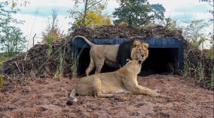 Zoológicos na Inglaterra reabrem a partir de 15 de junho, governo do Reino Unido confirma