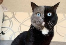 Gato com rosto bicolor dá a luz a gatinhos em cada uma de suas cores