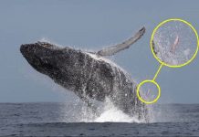 Fotógrafo captura momento raro de baleia jubarte que exibe pênis de 3 metros