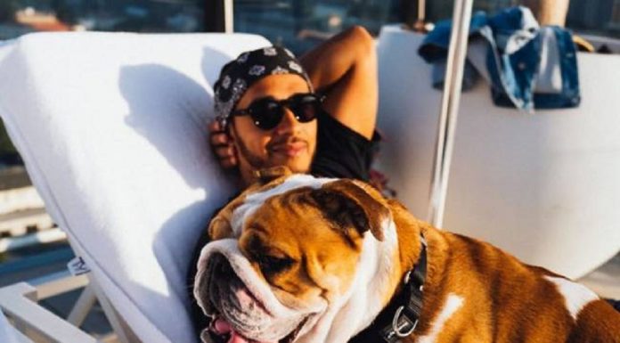 Lewis Hamilton 'de coração partido' após o amado animal de estimação Bulldog Coco morre aos seis anos
