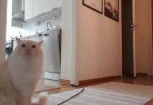 Câmera escondida comovente filmagens mostra gato miando para seu dono desaparecido