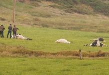 Relâmpago mata nove vacas no campo irlandês