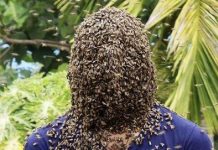 Apicultor permite que milhares de abelhas cubram toda a cabeça