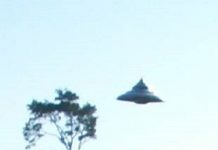 Fotografias que mostram OVNIs pairando sobre uma floresta apelidada de 'melhor que já temos'