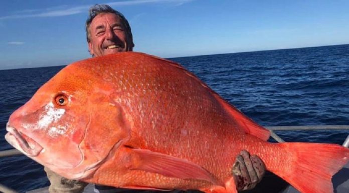 Pescador captura peixes 'loucos' 22kg