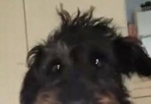 Mulher deixada em prantos depois que seu cachorro rouba a dentadura da mãe
