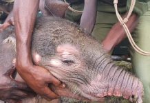 Elefante bebê deixado sem tronco após ataque de hiena foi resgatado por orfanato