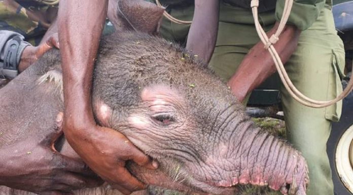 Elefante bebê deixado sem tronco após ataque de hiena foi resgatado por orfanato