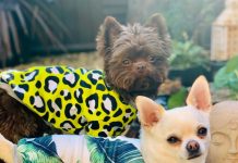 Mulher gastou mais de £ 20.000 em roupas de grife para seus chihuahuas