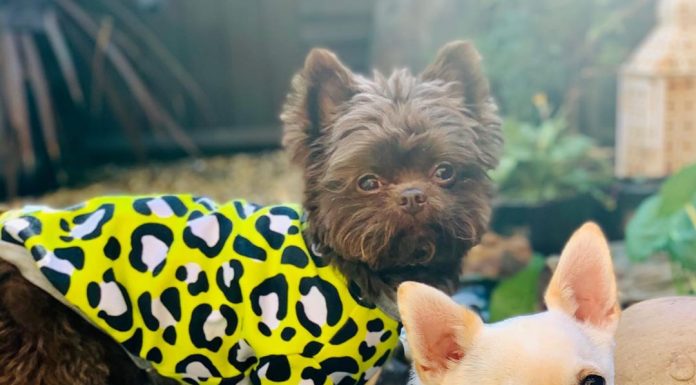 Mulher gastou mais de £ 20.000 em roupas de grife para seus chihuahuas