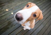 As leis animais mais estranhas da América