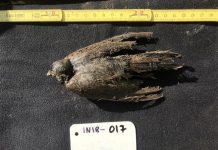 Pássaro de 46.000 anos, congelado na Sibéria, parece que morreu há alguns dias