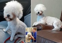 Cão ficou 'parecendo alpaca' depois de morder o tosador no meio do corte de cabelo
