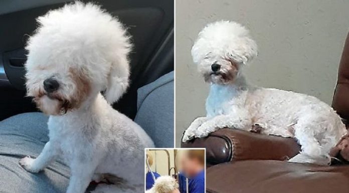 Cão ficou 'parecendo alpaca' depois de morder o tosador no meio do corte de cabelo