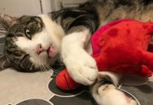 Gato finge de morto na estrada para chamar atenção dos vizinhos e vira celebridade local