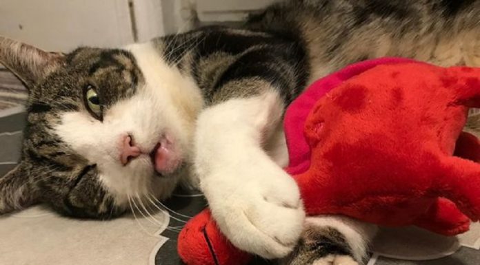 Gato finge de morto na estrada para chamar atenção dos vizinhos e vira celebridade local