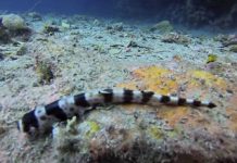 Novas espécies de tubarões descobertas na Austrália usam barbatanas para se mover em terra