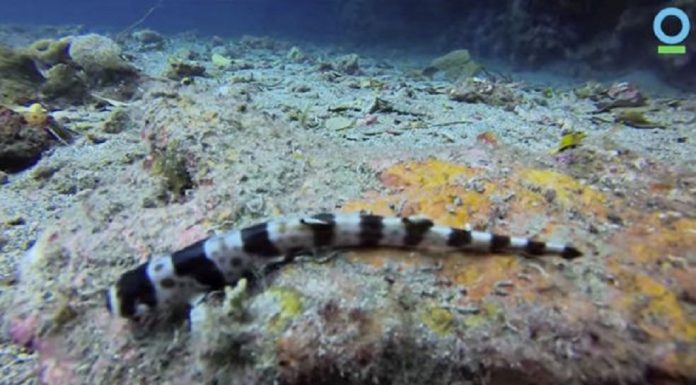 Novas espécies de tubarões descobertas na Austrália usam barbatanas para se mover em terra