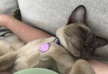 Gato adormece na máquina de lavar e sobrevive milagrosamente ao ciclo de 12 minutos
