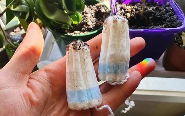Veja como você pode salvar suas plantas de casa usando absorvente interno