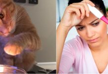 Homem relata que seu gato é um gênio do mal e como o felino engravidou sua esposa