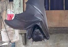 Foto de morcego do tamanho de um humano está dando pesadelos às pessoas