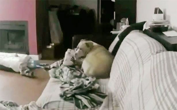 Donos de cães prometem nunca mais deixá-los após ato de solidão ser capturado pelas câmeras