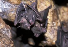 Os cientistas descobrem como os morcegos sobrevivem aos vírus - e isso pode levar à cura do Covid-19