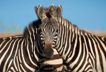 Ilusão de ótica de duas zebras do fotógrafo da vida selvagem divide a internet