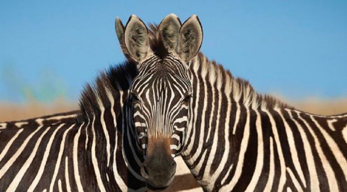 Ilusão de ótica de duas zebras do fotógrafo da vida selvagem divide a internet