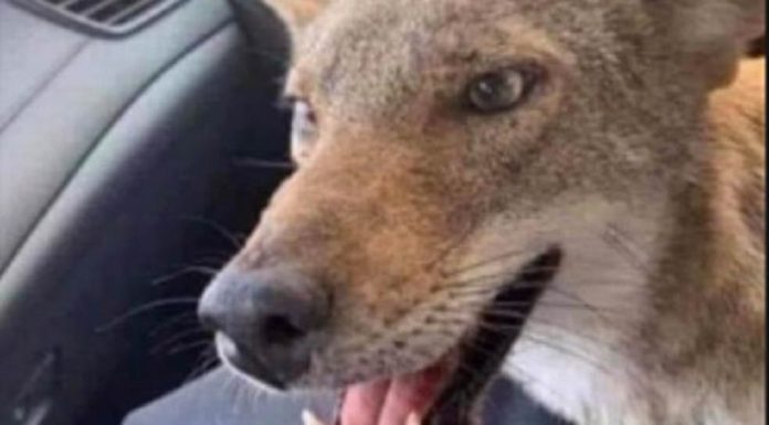 Mulher que salvou 'cachorro bravo' da estrada avisou que é uma raposa - mas na verdade não é