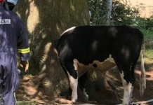 Emergência foi chamada para tirar a cabeça da vaca que ficou presa na árvore