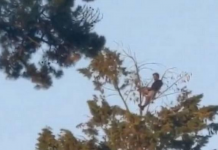 Conheça o homem gosta de fazer piquenique no topo da árvore