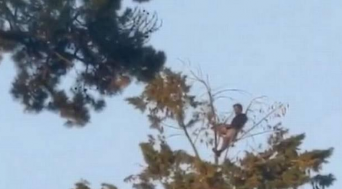 Conheça o homem gosta de fazer piquenique no topo da árvore