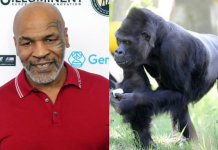 Mike Tyson ofereceu uma vez a um tratador US $ 10.000 para combater um gorila