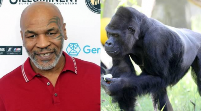 Mike Tyson ofereceu uma vez a um tratador US $ 10.000 para combater um gorila